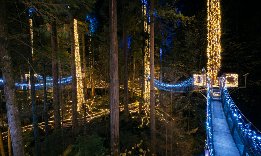 Treetops Adventure adorned with gold lights illuminating the main trees and blue lights lighting the bridges, casting a mesmerizing glow over the surrounding forest during Canyon Lights at Capilano Suspension Bridge Park.