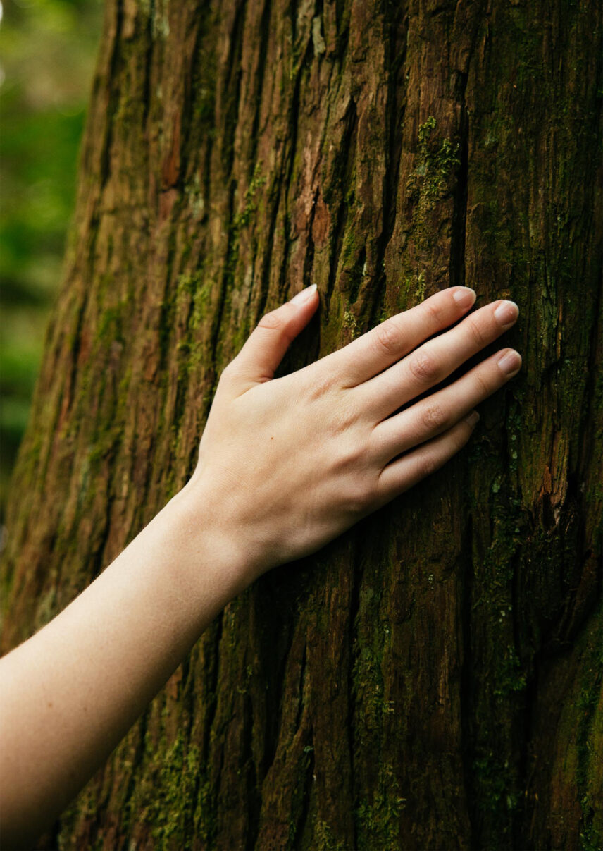 A guest's hand gently touches the textured bark of a cedar tree, experiencing the natural beauty and tactile sensations of the forest at Capilano Suspension Bridge Park