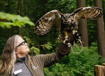 A bird handler from Raptors Ridge extends her arm out while a great horned owl, perched on her glove, extends its wings, showcasing the majestic beauty of these birds of prey at Capilano Suspension Bridge Park.