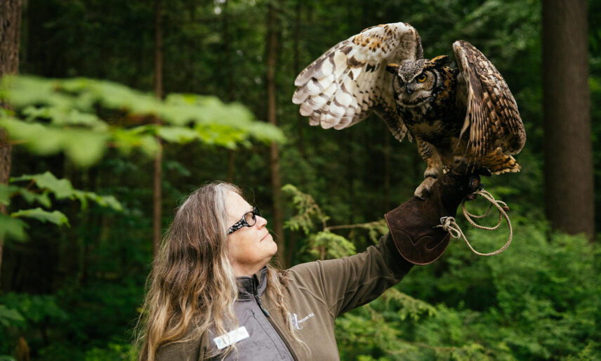 A bird handler from Raptors Ridge extends her arm out while a great horned owl, perched on her glove, extends its wings, showcasing the majestic beauty of these birds of prey at Capilano Suspension Bridge Park.